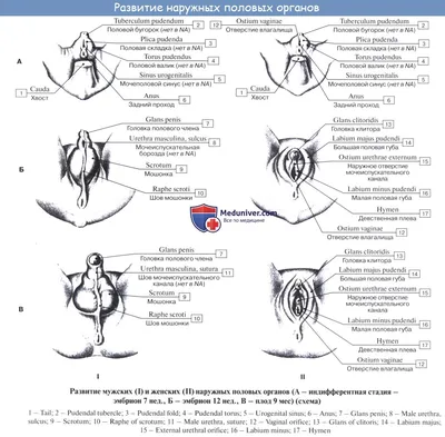 Интимная пластика коррекция половых губ липофилинг