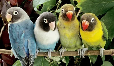 История любви попугаев-неразлучников покорила интернет