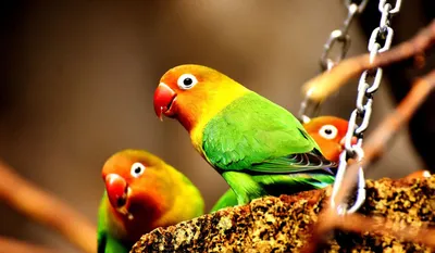 Купить Cunipic Love Birds Корм для попугаев-неразлучников с доставкой в  интернет магазине Москвы