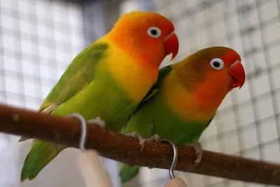 lovebird parrot how to determine gender - YouTube