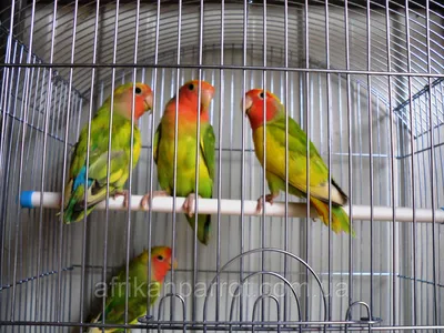 Приручаем попугая неразлучника - Интернет-зоомагазин Korm