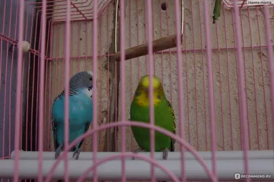 Полезные советы для ухода и содержания попугаев неразлучников: | Антон  Заворотняк | Дзен