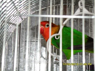 В Новосибирске вдова попугая-неразлучника улетела из дома, узнав о новом  женихе - KP.RU