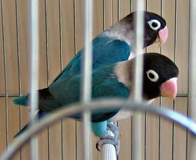 Попугаи неразлучники - красивые и смешные | Климат-гарантия | Дзен