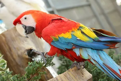 Как по цвету помета у попугая определить возможные проблемы со здоровьем?