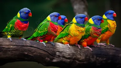 Ученые узнали о причинах долголетия попугаев