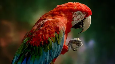 Содержание попугаев — чем кормить и как научить разговаривать?. Фото —  Ботаничка