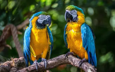 два попугая сидят на ветке, картинка тропических попугаев фон картинки и  Фото для бесплатной загрузки