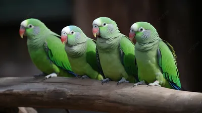 Милые попугаи ары стоковое изображение. изображение насчитывающей бело -  54977713