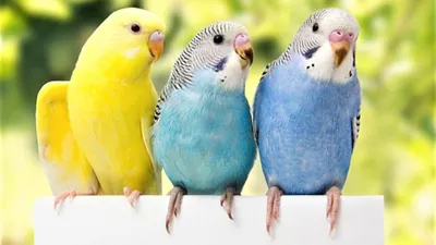 Основной корм RIO Budgies для волнистых попугаев 1 кг - отзывы покупателей  на маркетплейсе Мегамаркет | Артикул товара:100022818446