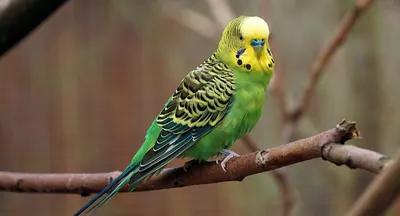 Корм для средних попугаев PINNY 0.8кг Premium Mix Parakeets с  фруктами-бисквитом-витаминами купить по цене 575 ₽ с доставкой в Москве и  России, отзывы, фото