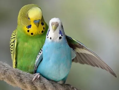 Какие виды попугаев хороши для содержания в квартире? | МанкиБлог | Дзен
