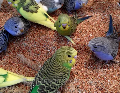 Ошейниковые попугаи: почему они «захватили» города Германии?