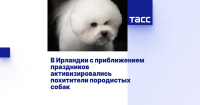 Брянцев за 150 тысяч рублей просят помочь найти породистых собак Арчи и  Микки