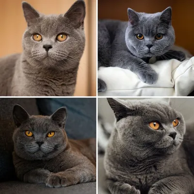 Отличие страйтов от британской породы кошек - Клуб кошек PCA