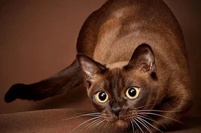 Самые красивые породы кошек в мире: описание и Фото | Кошки черепахового  окраса, Котята, Кошки