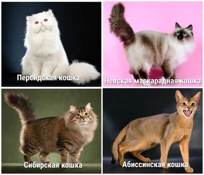 Самые красивые породы кошек: роскошь на четырех лапах