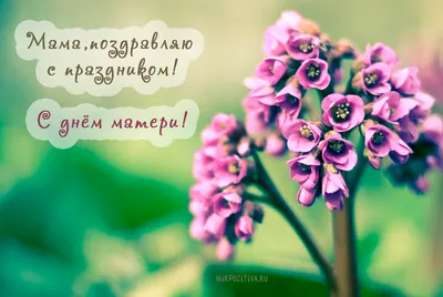 Елена Пахомова - Девочки - мамочки, дорогие, поздравляю всех вас с днём  Матери!!! Счастья вам, любви, добра и радости!!! 💞💕❤❤❤❤❤❤❤💕💞 .  #деньматери #праздник #поздравление #всеммамам #мамочка | فيسبوك