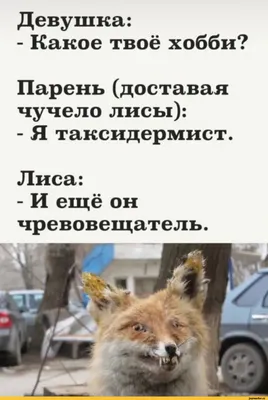 Девушка: - Какое твоё хобби? Парень (доставая чучело лисы): - Я  таксидермист. Лиса: - И ещё он / таксидермия :: смешные картинки (фото  приколы) / смешные картинки и другие приколы: комиксы, гиф анимация, видео,  лучший интеллектуальный юмор.