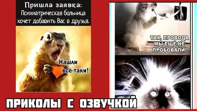 подписываемся ✍️ ставим лайки❤️комментируем🗣отмечаем друзей🫂#юмор #приколы  #беларусь #смех #минск #belarus #minsk #ржака #смешно #прикол… | Instagram