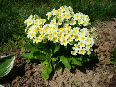 Примула обыкновенная / бесстебельная (Primula vulgaris, acaulis) - «Самые  первые порадуют своим цветением после зимы! 🌸 Чудесные, весенние,  неприхотливые примулы. 🌸 Мой опыт выращивания.» | отзывы