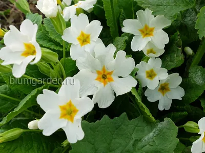 Примула Юлии малиновая (Primula juliae)