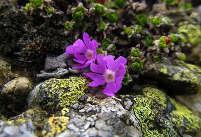 Примула ушковая Xaver - Примула - GardenPlants