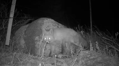 Завораживает и поражает: удивительные фотографии животных, обитающих в  дикой природе