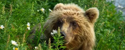 Животные в дикой природе | ФОТО НОВОСТИ