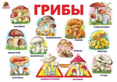 Здесь Вы можете скачать различные материалы и пособия, которые помогут  рассказать детям о грибах. Они могут быть использованы на за… | Грибы, Для  детей, Дикие грибы