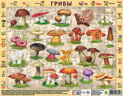 The studied mushrooms. Names of fungi. Poems about mushrooms for the  children - YouTube