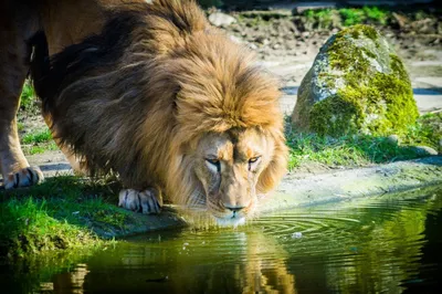 лев рычит с открытой пастью, картинка рыкающего льва фон картинки и Фото  для бесплатной загрузки