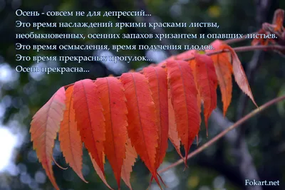 Осенние слова с красным листом сверху, осень, время года, лист фон картинки  и Фото для бесплатной загрузки