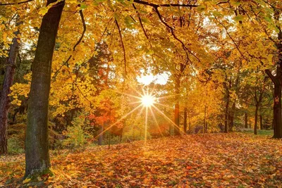 Рисовать: Итальянские осень, дом и деревья слова с оранжевыми листьями  Стоковое Фото - изображение насчитывающей дом, карандаш: 98815108