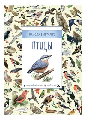 Иллюстрация для детей с изображением птиц, петуха, курицы, цыплят, утки и  утят. Stock Vector | Adobe Stock