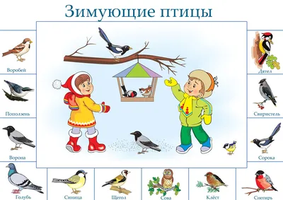 Дидактическое пособие «Зимующие птицы» для детей старшего дошкольного  возраста (19 фото). Воспитателям детских садов, школьным учителям и  педагогам - Маам.ру