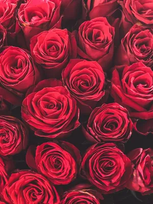 Обои на телефон Розы | Flower pictures, Wedding flowers roses, Wedding  flowers