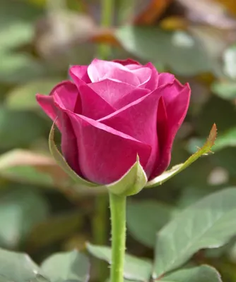 Букеты из 101 розы: купить Букеты из 101 розы в Киеве - цена в  интернет-магазине цветов Goldenflora