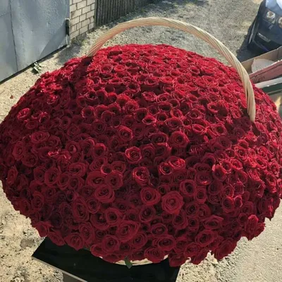 Букет из красных роз (101 шт) купить с доставкой в интернет-магазине за  10008р. Позиция № 135