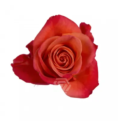 Розовые розы 9 шт. купить за 1170 руб. в Пензе с доставкой
