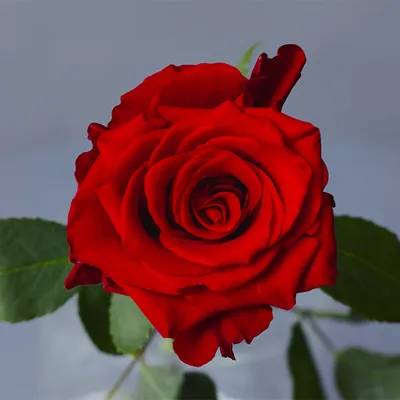 Красные розы | Red roses, Flowers bouquet gift, Red roses wallpaper