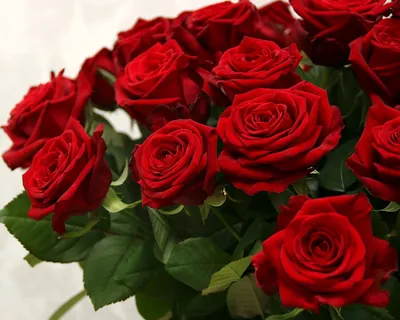 Купить шикарные красные розы Эксплорер в СПб ✿ Оптовая цветочная компания  СПУТНИК