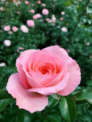 Artflower.kz | Букет из 101 белой и красной розы - Купить с доставкой в  Алматы по лучшей цене