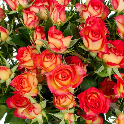 Букет 21 роза с декором в Санкт-Петербурге. Красные от официального  производителя с доставкой.