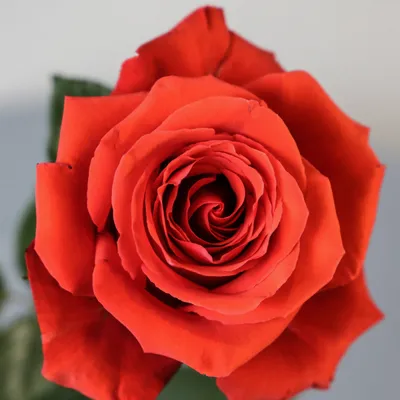 Бордовая роза купить по цене 250 рублей в Хабаровске — интернет магазин  Shop Flower.