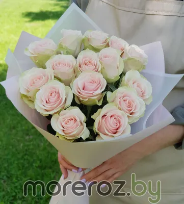 Купить голландские розы цвета фуксия - 25 роз