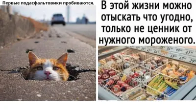 Прикольные картинки в воскресение и найти ценник от мороженного | Mixnews