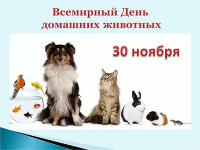 Домашние животные Карточки Домана для малышей - YouTube