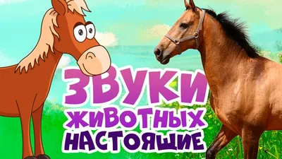 Цветные картинки и фото домашних животных для детей дошкольного возраста