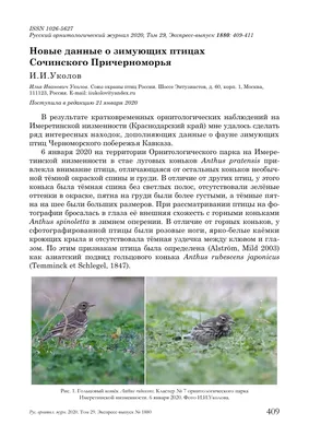 🆕 Рабочие листы на \"День зимующих птиц\" 🐦 🆓 БЕСПЛАТНО - 3 варианта в PDF  🎁 Обязательно говорим.. | ВКонтакте